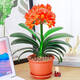 Four Seasons Clivia potted plant with buds, old seedlings, large and small seedlings, flower plants, indoor flowers and green plants, round-headed monks, Chinese red 9-11 leaves, flowering in the current year, 5 years old seedlings