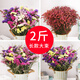 Dried flower bouquet living room decoration decoration Yunnan real flowers dried natural flowers wholesale baby's breath forget-me-not purple baby's breath large bouquet (not including bottle)