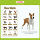 Schleichs Simulation Animal Model Katzenhund Jungen Kinder Kinder Spielzeug Geschenk Aufklärung Kognition 3+ Rhodesian Ridge Back Hund 13895