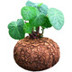 Mountain Turtle Plant Golden Potted Red Vine Blood Vine Hydroponic Bonsai Climbing Vine Indoor Desktop Succulent Green Plant Flowers Diameter 4-6cm 1 Red Vine Mountain Turtle + Gift