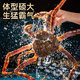 Jingcai Tianyuan Fresh Quick Frozen King Crab 4.5-4.9 Jin Jin is equal to 0.5 kg Russian Big Crab Fresh Seafood Dinner and Gift Delivery Directly from the Source