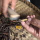 Naque Zhifa 2025 Tibet Naqu Highlity Authentic Wild First Fresh Cordyceps Sinensis One-For-100 Naqu Wild Grass 1,5 г/корень-100