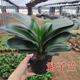Four Seasons Clivia potted plant with buds, old seedlings, large and small seedlings, flower plants, indoor flowers and green plants, round-headed monks, Chinese red 9-11 leaves, flowering in the current year, 5 years old seedlings