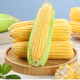Fresh sweet corn Freshly picked fresh fruit corn Fresh sweet corn on the cob Fresh vegetables can be eaten raw for breakfast Fresh fruit corn 5Jin Jin equals 0.5kg Net weight starting from 300g