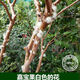 嘉宝果苗沙巴嘉宝果苗树葡萄果树苗带土带叶东莞13年老店 6年半苗沙巴6169 141cm(含)-170cm(含)