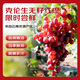 Jingxiansheng Clenson seedless red grapes, net weight 4Jin Jin is equal to 0.5kg, packed with grape grapes Clenson straight from the source