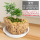Absorbent stone flowerpot, natural strange stone, absorbent stone, upper water stone, original stone, stone pot, calamus, succulent potted plant, bonsai micro-scape, 13-17cm stone pot + asparagus, package one