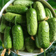 Mini fruit cucumber seeds, heat-resistant and high-yield, spring and summer small cucumber seeds, four-season balcony potted vegetable seeds, 10 thornless fruit cucumber seedlings