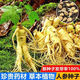 Changbai Mountain ginseng seeds are planted all year round in potted Northeastern American ginseng seeds, herbal medicinal seeds, 50 new seeds + fertilizer (100% germination rate)