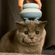 Jingmengyuan Cat Massage Head Artifact Pet Automatic Massage Instrument Dog Tickle and Grooming Massager for Cats and Dogs Light Green