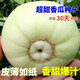 Tianfen super sweet Japanese sweet treasure melon seed with high sugar, spring early maturity and high yield melon fruit can be eaten raw in four seasons potted melon thin skin Japanese melon seeds 200 capsules/2 packs + fertilizer grains