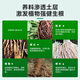 Guoguang Root Promoting Rapid Rooting Liquid Powder Seedlings Flower Cuttings Transplanting Indotenyl Acetic Acid Guoguang Genpan 200ml*20 Bottles