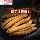 Beijing Tongrentang [Black Friday] Cordyceps sinensis Cordyceps productos secos al comienzo del primer período del vino y la sopa. Seleccionado dos cordyceps un gramo [30 piezas de bolsas