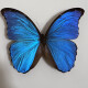 Insect Valley Big Blue Flash Butterfly Butterfly Muestra Frame Frame Butterfly Art Frame Real Butterfly Friends Holiday Gift Collection No. 1098