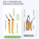 Grass Digger [Really] Wild Cordyceps sinensis Tibetan wild Cordyceps health tonic gift box gift for middle-aged and elderly people. Level 3 grass 1 gram four roots 5 grams pack Wild Cordyceps sinensis