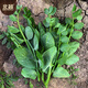 Beishu Pea Tip Seeds Needless Pea Sprouts Large Leaf Spring Four Seasons Rapeseed Needless Pea Tip Seeds 100g