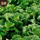 Beijing New No. 3 Chinese Cabbage Seeds Cold-resistant Winter and Spring Garden Field Vegetable Seeds Beijing New No. 3 Seeds 5g