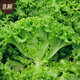 Beishu lettuce seeds, four-season home planting vegetable seeds, balcony planting, Zhuo Crisp glass lettuce seeds, about 2,000 pieces