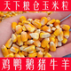 Northern Jiangsu high-quality corn kernels special price medium grain corn dry rice to feed pigeons, chickens, ducks and geese poultry animal food feed farm corn kernels 2Jin Jin is equal to 0.5 kg
