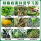 Zhonggu Nongkang (ZGNK) pepper special fungicide, agricultural disinfection and sterilization virus, anthrax disease, rolled leaf dead seedlings, rotten roots and rot fungicides, pepper pathogen cleaner 8 bags, the first choice for large growers