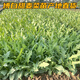 The store's best-selling authentic Guangxi Bobai sweet wheat seedlings are easy to grow, fresh and muddy, now pulled out and soft, crisp and clear, 38 authentic sweet wheat seedlings