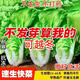 Four seasons fast vegetable seeds, creamy cabbage seeds, spring and summer water cabbage, four seasons courtyard balcony potted vegetable seeds, four seasons creamy fast vegetable seeds (no insects, no pesticides) Event Buy 3 bags + 2 bags 12555 grains + fertilizer