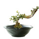 
Wholesale non-porous rice and bamboo hydroponic flower pot ceramic petal moss ball flower pot Jianshan green plant calamus Brazil wood bonsai TX small flat mouth JW1098 gray sand ceramic medium