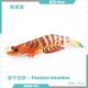 Shantoulin Village Simulation Children's Early Education Cognition Aquatic Tiger Shrimp Spot Festival Prawns Marine Freshwater Biological Solid Model Toy Ornaments T15688 Aquatic Tiger Shrimp 103g