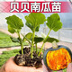 Authentic Chestnut Flavor Real Beibei Pumpkin Seedlings with Soil for Four Seasons Potted Honey Old Pumpkins, Take 3 + 3 Trees (6 Plants in Total) (Grade A) Beibei Pumpkin Seedlings (Strong Seedlings)