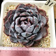 威廉王子肉肉多肉植物小盆栽绿植花卉锦一物一拍 a679