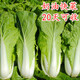 Four seasons fast vegetable seeds, creamy cabbage seeds, spring and summer water cabbage, four seasons courtyard balcony potted vegetable seeds, four seasons creamy fast vegetable seeds (no insects, no pesticides) Event Buy 3 bags + 2 bags 12555 grains + fertilizer