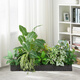 Yonghuan simulated green plant flower tank landscaping partition combination flower box fake plant interior window drop landscaping decoration A5012 yellow edge banana leaves + 3 fork lily bamboo white edge