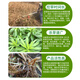 Fanbanghe's herbicide is rotten to eradicate weeds for three years without grass, wasteland, non-cultivated land, powerful set for tree removal and bamboo