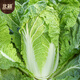 Beijing New No. 3 Chinese Cabbage Seeds Cold-resistant Winter and Spring Garden Field Vegetable Seeds Beijing New No. 3 Seeds 5g