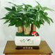 
The wealth tree opens and moves to give gifts. Pot plants, flowers, indoor formaldehyde absorption, small bonsai, large-sized Caiyuan Guangjin (1517 green silk) three, good with potted plants