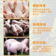 Bantewang pig day length substitutes premixed fattening and weight gain king mixed feed additives to fatten pigs and promote growth. One bag __ 2.5 kg