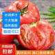 Fresh large tomatoes with raw pulp, tomatoes for weight loss, breakfast, ready-to-eat, fresh vegetables, single fruits, 100g, best-selling pack, 2Jin Jin equal to 0.5kg, with box