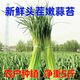 This year's first batch of fresh garlic sprouts, fresh supermarket quality garlic sprouts, vegetable seasoning, cold stir-frying, ready-to-eat garlic sprouts 2Jin Jin equals 0.5 kg of fresh garlic sprouts