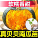 Authentic Chestnut Flavor Real Beibei Pumpkin Seedlings with Soil for Four Seasons Potted Honey Old Pumpkins, Take 3 + 3 Trees (6 Plants in Total) (Grade A) Beibei Pumpkin Seedlings (Strong Seedlings)