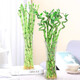Lucky bamboo glass vase hexagonal living room water culture flower arrangement hydroponic lily vase large ornamental vase for home 25 high hexagonal vase tulip style 1