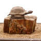 Wen Shiou Schildkröte Sonnenstein Naturholz Fossile Fischtank Landschaft Stein Rockerie Ornamente Aquarium Rohstein Drei Seen südamerikanische dekorative Steinholz Fossil 9273
