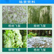 Taibang 4% gibberellic acid catkins and poplar catkins inhibitor eliminator willow and poplar catkins to prevent flowering and fruiting 10ml*100 pieces/box