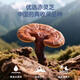 雷允上破壁灵芝孢子粉道地选材吉林白山赤灵芝粉补气安神 健脾益肺 【老客囤货】灵芝孢子粉1g*100袋*6盒