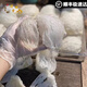 滋都堂正品燕窝大疏盏 孕妇营养8A6A品质干盏大燕条干货三角盏自用礼盒 10A大盏条 足干50克