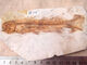 2025 new Liaoxi natural wolf fin fish fossils placed in stone animals retro paleontology science popularization specimens DB1047 with bracket
