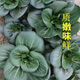 Shanghai green seeds for all seasons, small green vegetables, chicken feathers, fast vegetable varieties, small cabbage, rapeseed, heat, humidity and cold resistant, for field use, original black big-headed Suzhou green seeds, about 1200 capsules, 1 pack