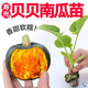 Authentic Chestnut Flavor Real Beibei Pumpkin Seedlings with Soil for Four Seasons Potted Honey Old Pumpkins, Take 3 + 3 Trees (6 Plants in Total) (Grade A) Beibei Pumpkin Seedlings (Strong Seedlings)