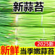 This year's first batch of fresh garlic sprouts, fresh supermarket quality garlic sprouts, vegetable seasoning, cold stir-frying, ready-to-eat garlic sprouts 2Jin Jin equals 0.5 kg of fresh garlic sprouts