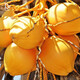 Jinrunxin Hainan Golden Coconut Freshly Picked Green Coconut Large Fruit Natural Coconut Water Coconut Juice Coconut Egg Pregnant Women Fruit Amniotic Water Sharing Pack 4 (Large Fruit Single Fruit Approximately 3Jin Jin is equal to 0.5kg)