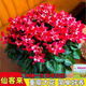 Large flower Cyclamen seeds Cyclamen potted seeds New Year's Eve plants flowers balcony can be potted to bloom in all seasons Cyclamen seeds national red BVD263 new seeds 1 pack of about 105 seeds Song Song